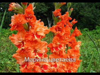 Гладиолус - нежный и торжественный цветок