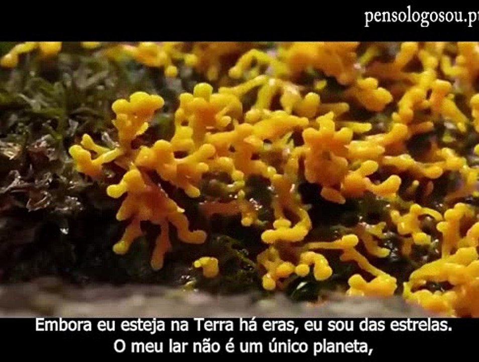 Terence McKenna – O Cogumelo Fala