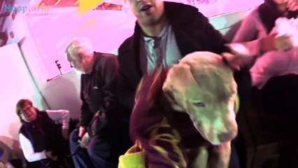 Puppies Enjoy Their First Swim Lessons