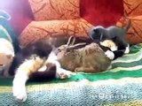 İNANILMAZ..kedi tavşana annelik yapıyor.