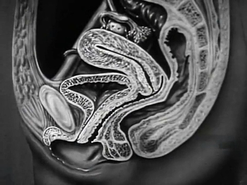 Sex Hygiene: US Navy Training Film - Part 2 of 2 (1941) - Short (Documentary, Instructional)