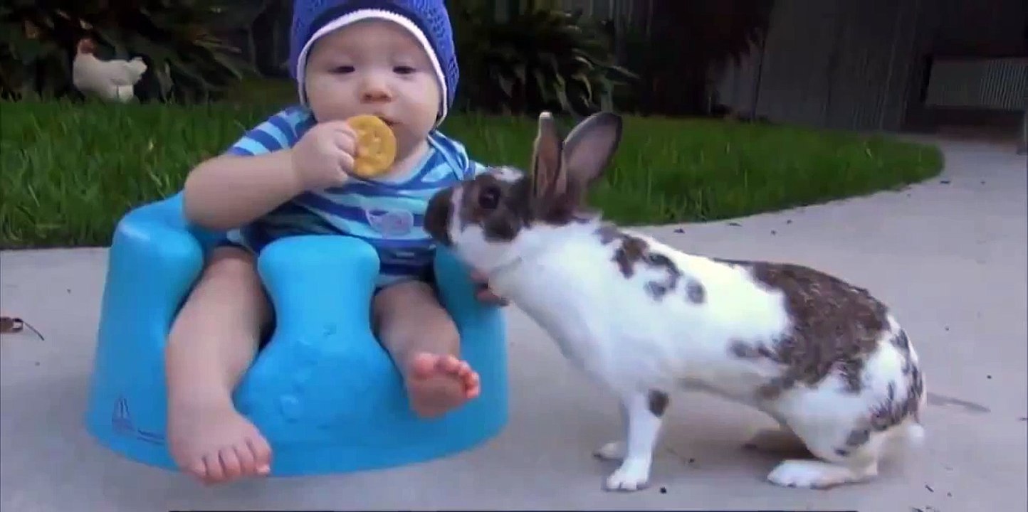 EL CONEJO LADRÓN (720p)