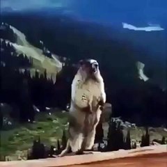 EL GRITO DE LA MARMOTA (360p)