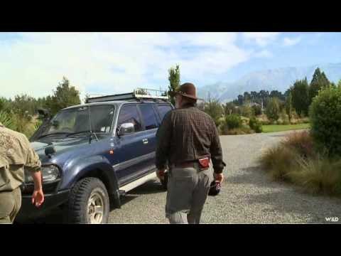 A Hunters Life - New Zealand Red Stag