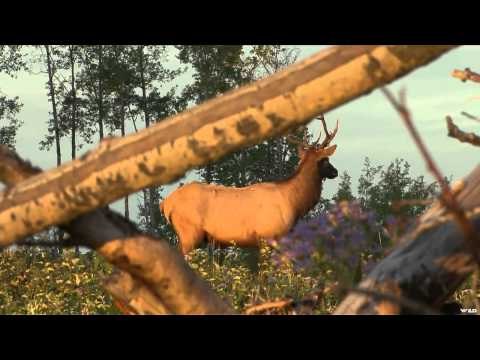 Hunting Canada and Beyond - Alberta Archery Elk