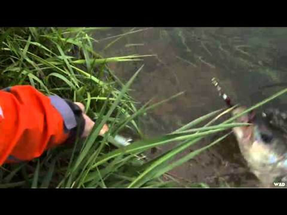 Best of Bull Run - Bass 2011