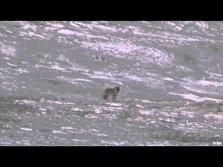 Predator Quest  - The Big Dawgs are Running