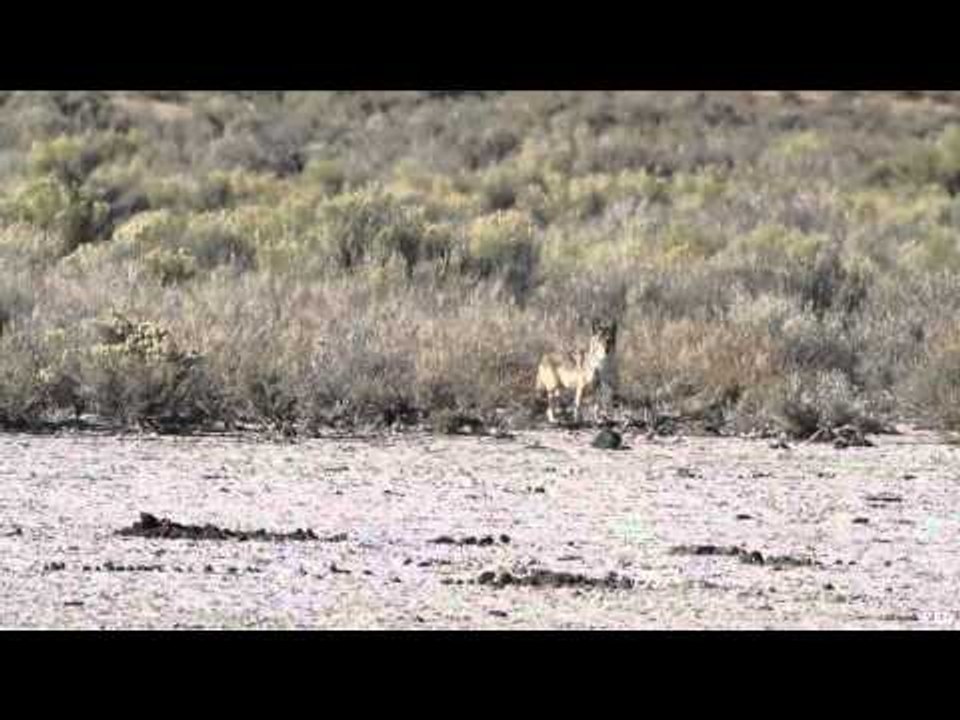 Dead Dog Walkin - High Desert Security