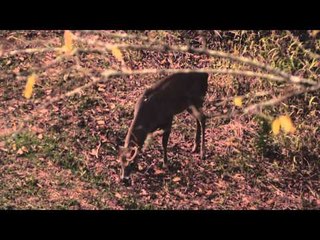 Spartan Outdoors - Mississippi Bucks