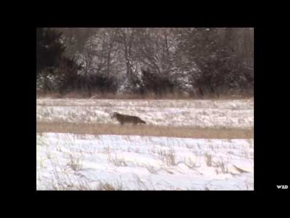 M2D Camos Livin the Dream - Verminator Predator Hunt