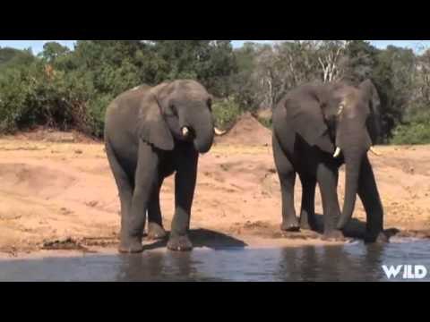 Safari Hunters Journal - The Problem with Elephants
