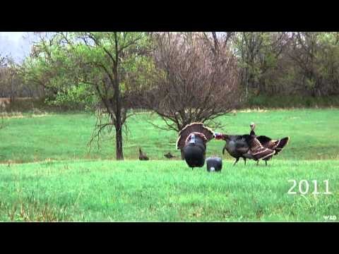 M2D Camos Livin the Dream - Kansas Turkeys