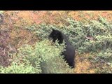 The Hunting Chronicles - Jason Spring Bear Bow