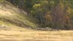 Northwest Hunter - Deer Valley Ranch  Elk and Whitetail Deer