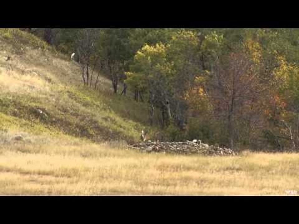 Northwest Hunter - Deer Valley Ranch  Elk and Whitetail Deer
