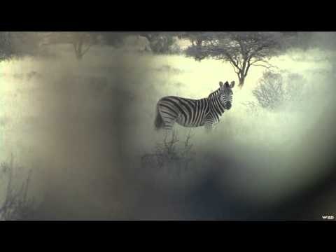 Where in the World is Colorado Buck - Girls Hunt Africa