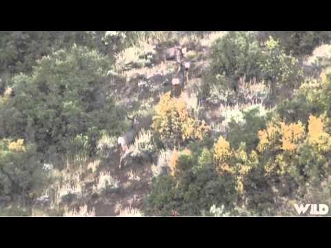 Wild Sheep Foundations Hittin the Outdoors - Flying Fur Feathers