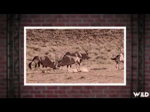 Wild Sheep Foundations Hittin the Outdoors - Father and Daughter