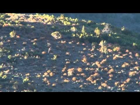 Long Range Pursuit - Utah Elk at 250 Yards