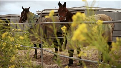 je sais pourquoi j'aime l'équitation maintenant