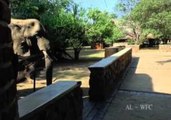 Mango-Loving Elephants Gatecrash Safari Lodge Reception