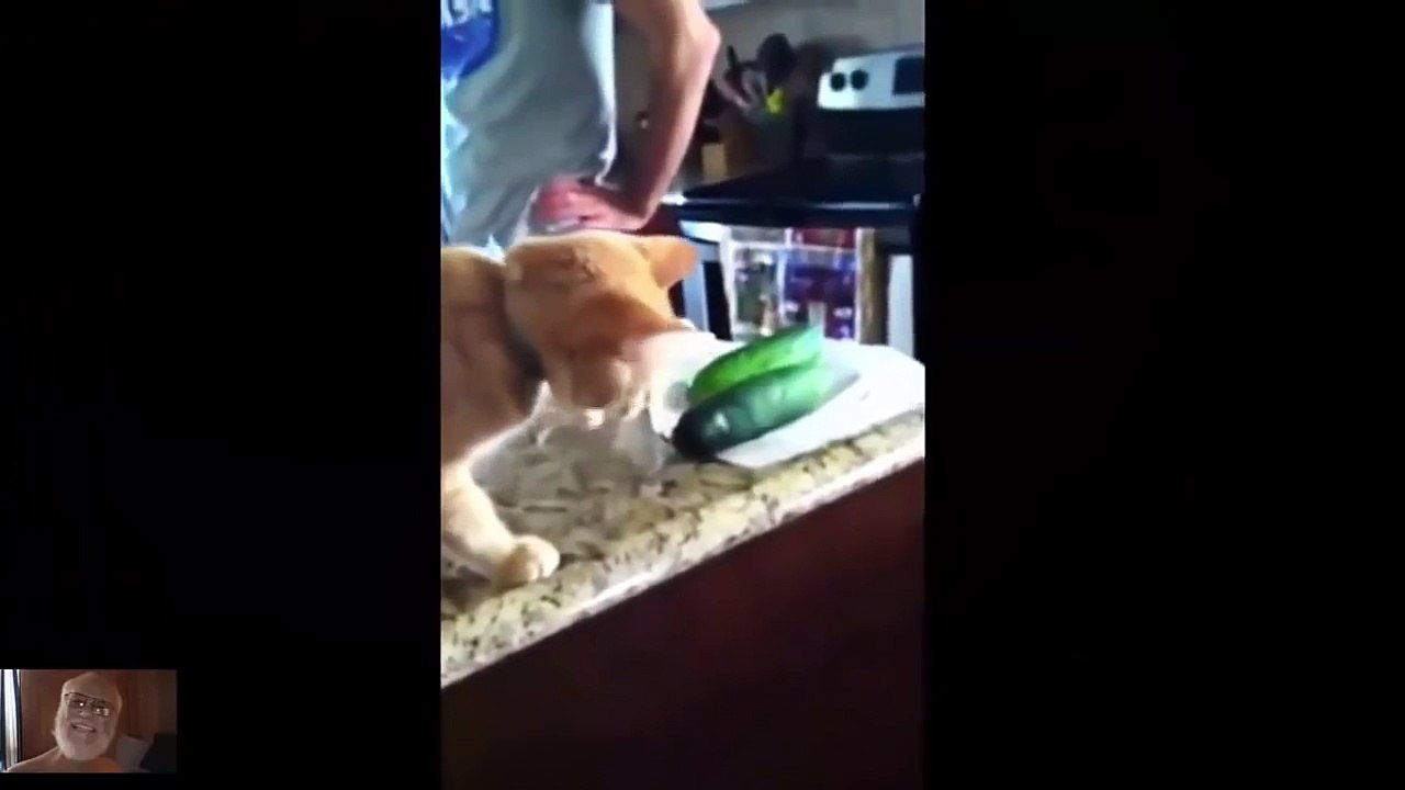 Funny Cats Compilation - 2016