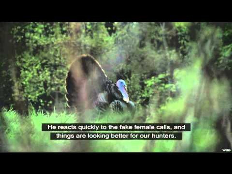Qubec  vol d oiseau - Spring Turkey Hunt