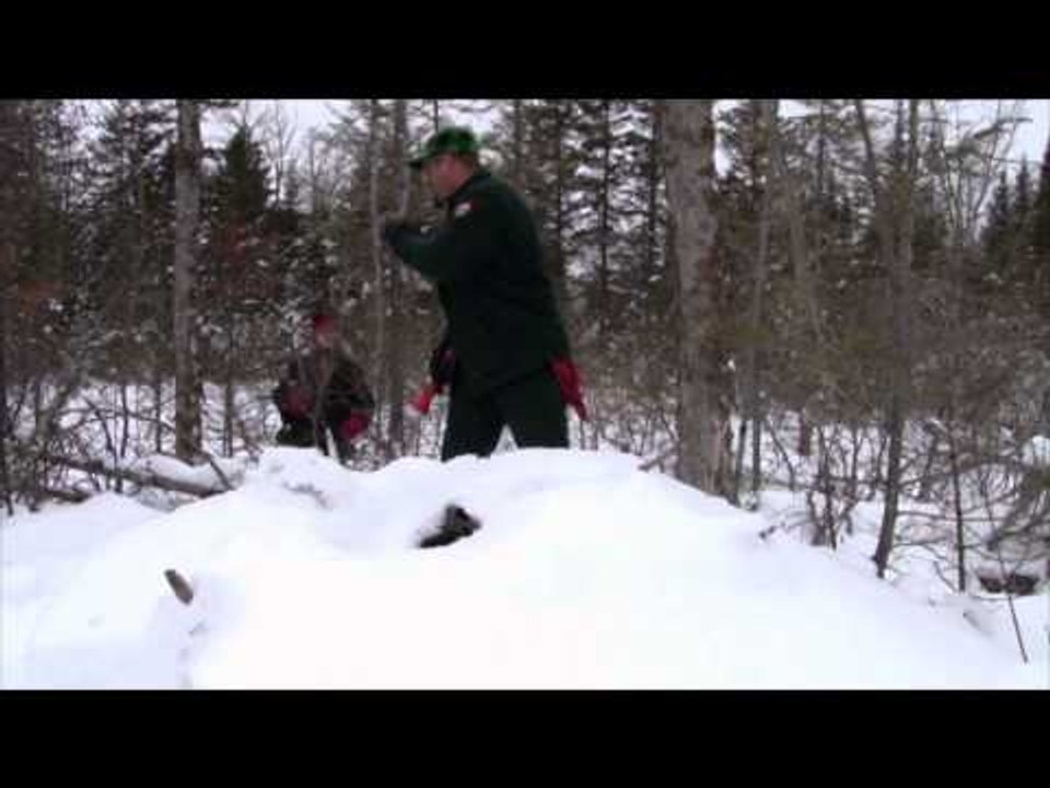 The Bear Whisperer - Face First