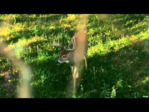 Major League Bowhunter - New Territory Jeffs Tale