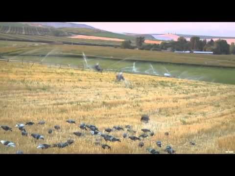 The Fowl Life - Soar No More