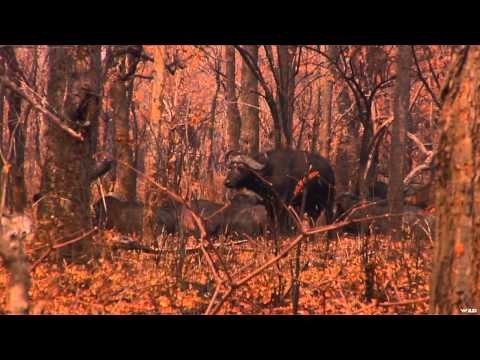 Noslers Magnum TV - Cape Buffalo Showdown