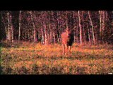 Canadian Whitetail Television - Marys Buck
