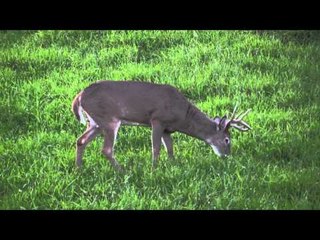 Nock On - Looking for the Ladies