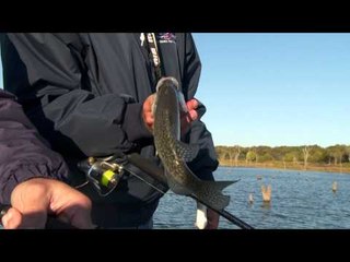 G3 Sportsman - Transition Crappie