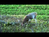 Canadian Whitetail Television - A September Giant