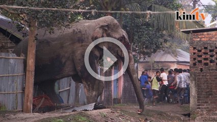 Gajah dari hutan mengamuk di bandar Silliguri, India