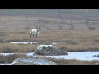 Woods n Waters North American Big Game Adventures