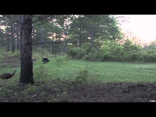 Hard Core Hunter - Turkey Hunting in Georgia  Part 1