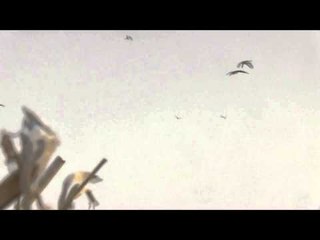 The Fowl Life - Below Zero