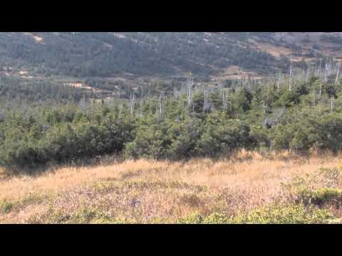 Woods n Waters North American Big Game Adventures - Bulls N Stags at Arluk Outfitters