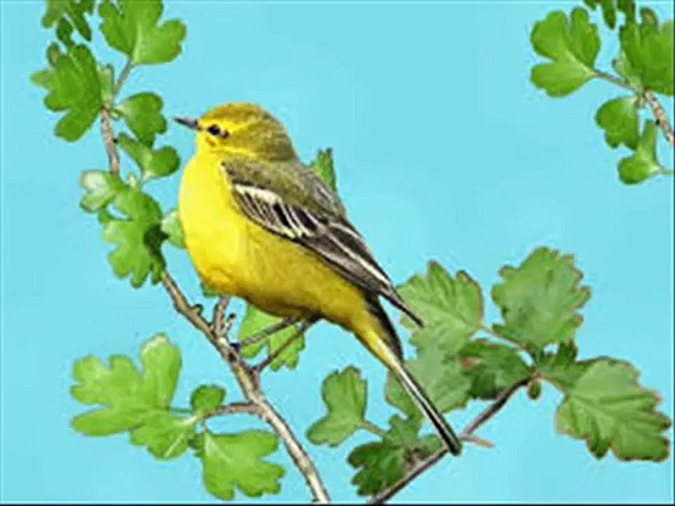 Eğitici İngilizce çocuk şarkısı. (Bird,cat,fish,mause)