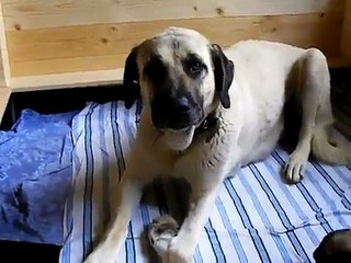 DOGO Kurdish Kangal & Puppies 2/2