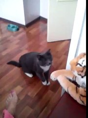 Cat really hates this tiger
