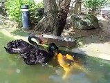 Ducks Feeding Fish