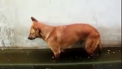 WhatsApp Funniest Videos