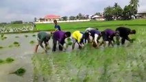 How Rice Planting in Thailand