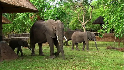 Every Spring a Herd of Elephants Walks Through this Hotel’s Lobby