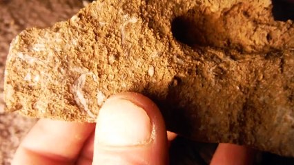 Prep Progress Of Silictified Fossils In Calcium Carbonate