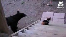 Котам медведи пофиг