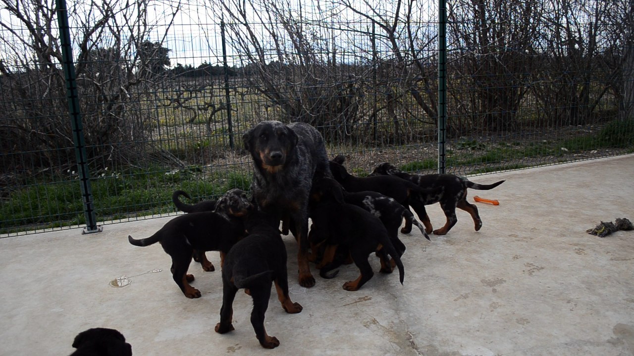 Authentiques chiots Beauceron - Berger de Beauce rustique costaud type ancien gros gabarit LOF Arlequin/NF